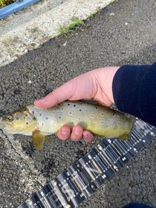 Brown Trout