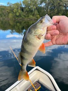 European Perch