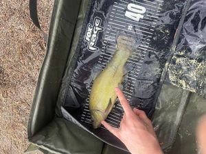 Tench