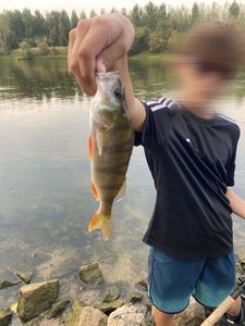 European Perch