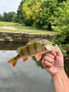 European Perch
