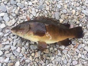 Ballan Wrasse