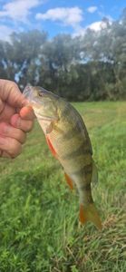 European Perch