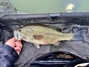 Largemouth Bass