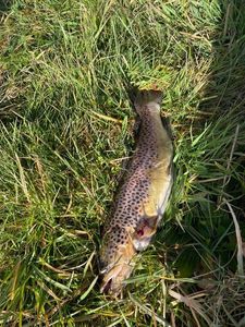 Brown Trout