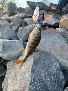 European Perch