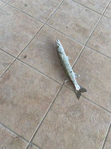Great Barracuda