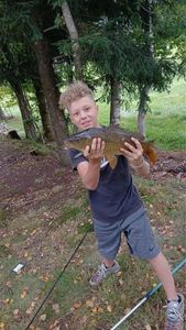 Common Carp