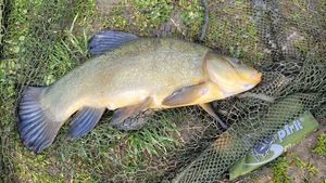 Tench