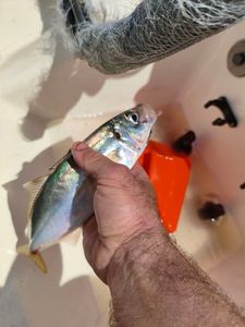 Atlantic Horse Mackerel
