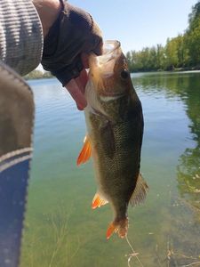 European Perch