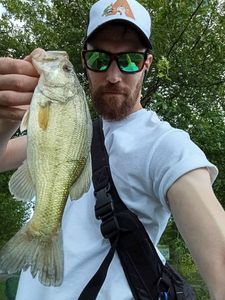 Largemouth Bass