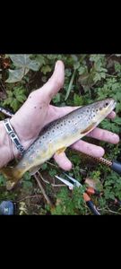 Brown Trout