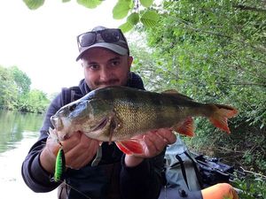 European Perch