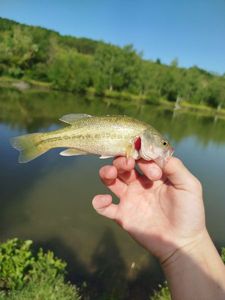Largemouth Bass