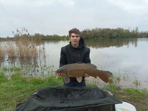 Common Carp
