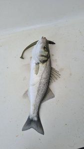 European Bass (Seabass)