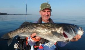 European Bass (Seabass)