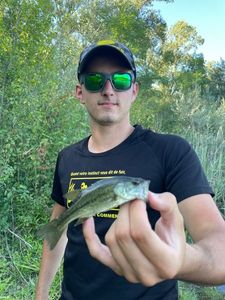 Largemouth Bass