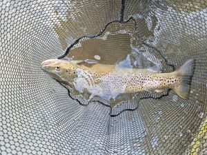 Sea Trout