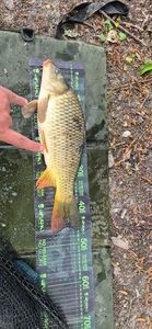 Common Carp
