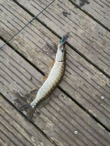 Northern Pike