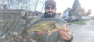 Largemouth Bass
