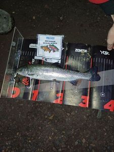 Rainbow Trout