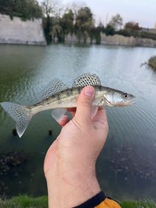Zander