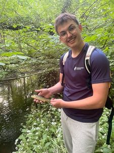 Brown Trout