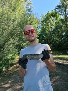 Rainbow Trout