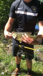 Largemouth Bass