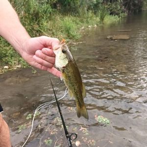 Largemouth Bass