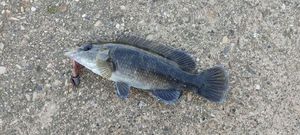Ballan Wrasse