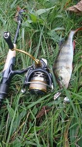 European Perch