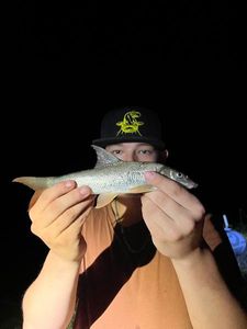 Barbel