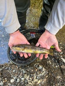 Brown Trout