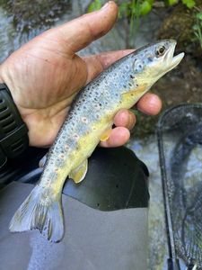 Brown Trout