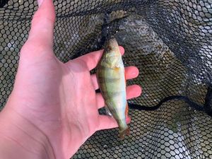 European Perch