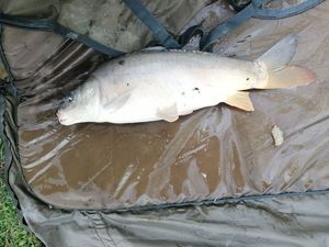 Mirror Carp