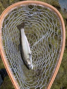 Brook Trout