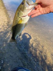 Largemouth Bass