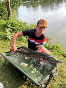 Sturgeon