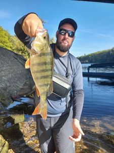 Yellow Perch