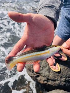 Mediterranean Rainbow Wrasse