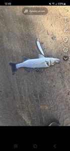 European Bass (Seabass)