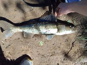 Zander