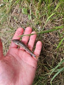 Gudgeon