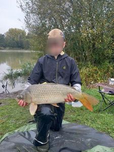 Common Carp