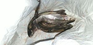 Rainbow Trout